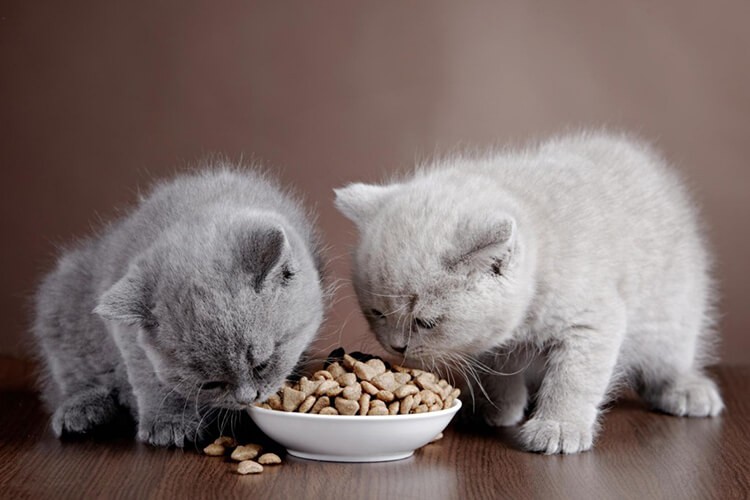 Cho Mèo Con Ăn Bao Nhiêu Mỗi Ngày Là Đủ?