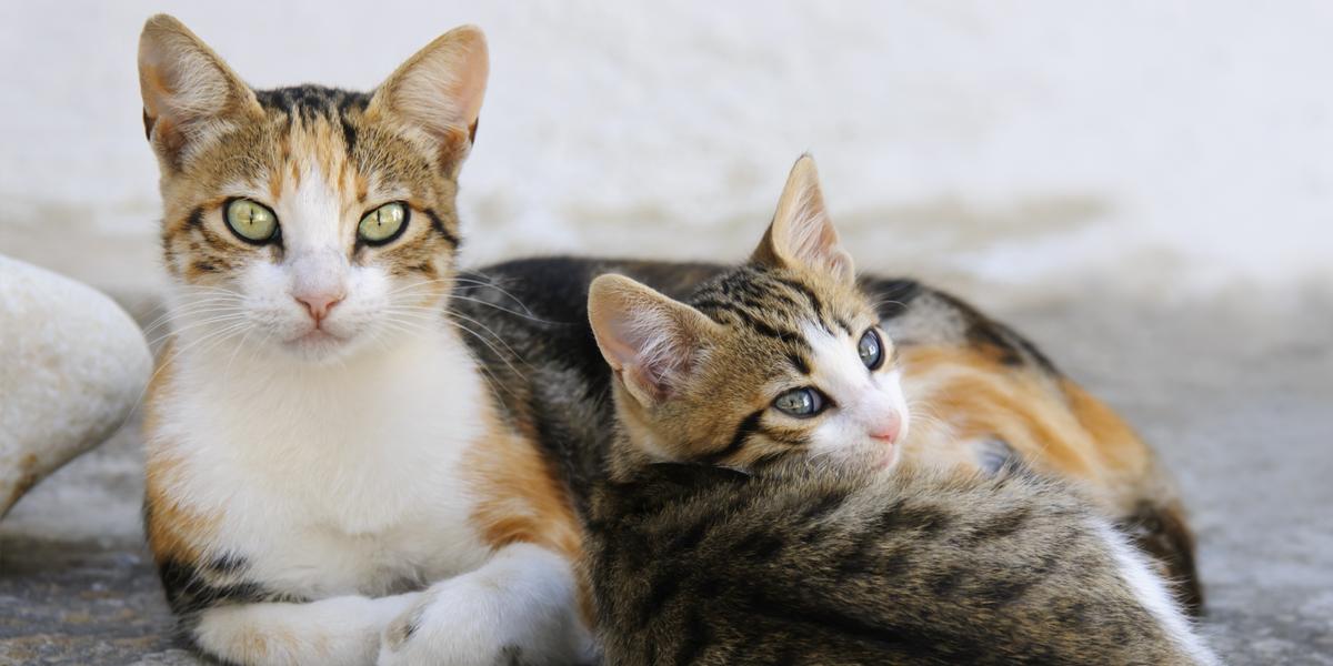 Mèo Aegean: Đặc Điểm Nổi Bật, Tính Cách, Cách Chăm Sóc